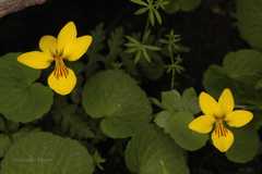 Viola biflora